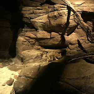 Mangum Desert - Sand Cat