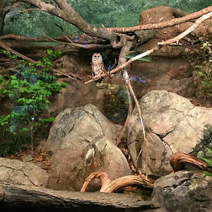 Streamside - Barred Owl