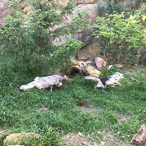 Rocky Coast - Arctic Fox