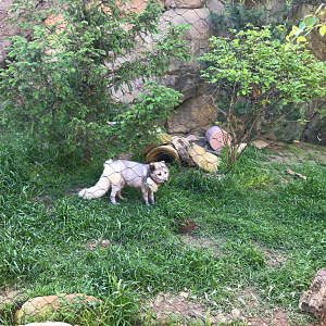 Rocky Coast - Arctic Fox