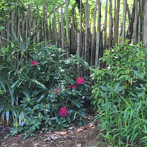 Rhododendron & Decorative Fence