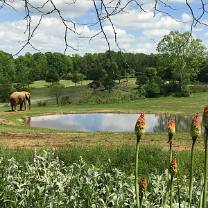 Watani Grasslands - African Elephant