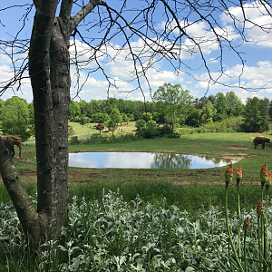Watani Grasslands - African Elephant
