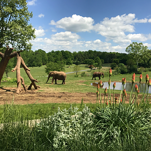 Watani Grasslands - African Elephant