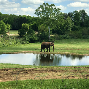 Watani Grasslands - African Elephant