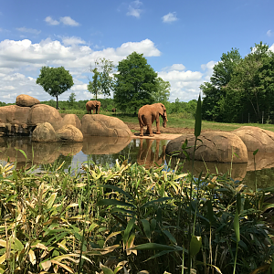 Watani Grasslands - African Elephant
