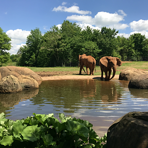 Watani Grasslands - African Elephant