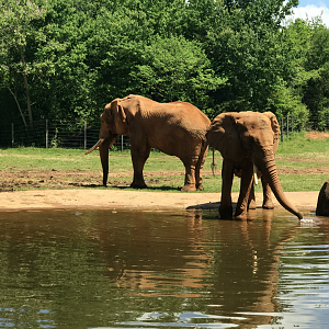 Watani Grasslands - African Elephant