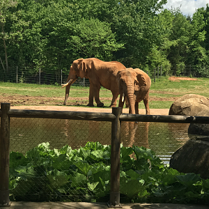 Watani Grasslands - African Elephant