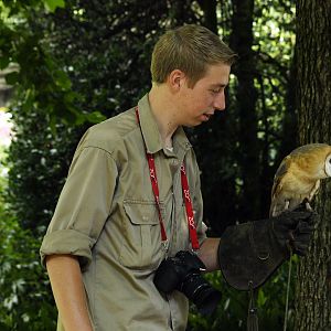 Keeper talk with barn owl