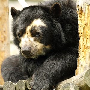 Spectacled bear