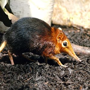 Black and rufous sengi
