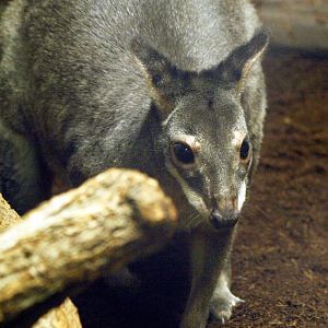 Dusky pademelon