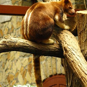 Goodfellow's tree kangaroo