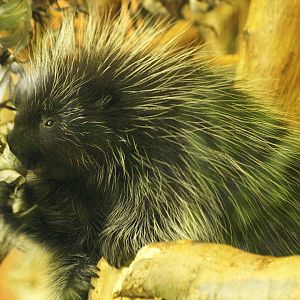 North American porcupine