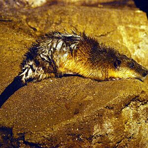 Australian water rat