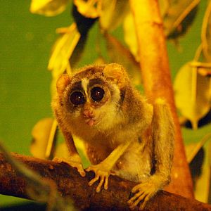 Slender loris