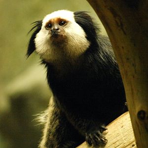 Geoffroy's marmoset