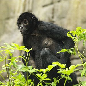 Brown-headed spider monkey