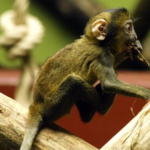 Juvenile Hamlyn's guenon