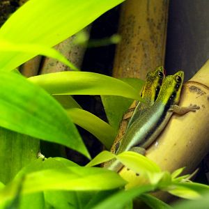 Yellow-headed day gecko