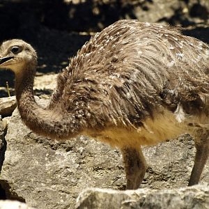 Darwin's rhea