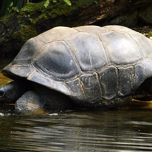 Tortoise Masoala hall (species?)
