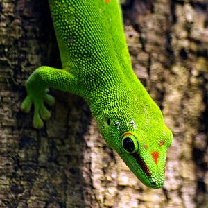 Greater Madagascar day gecko