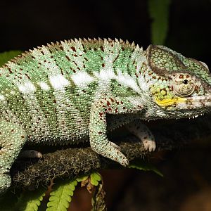 Panther chameleon