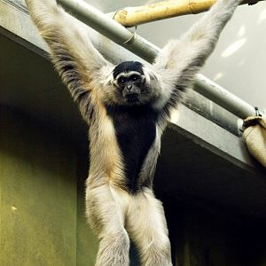 Pileated gibbon