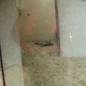 Reserve Africaine de Sigean - Spurred tortoise exhibit