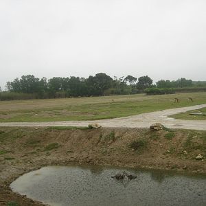 Reserve Africaine de Sigean - Zoo savanna