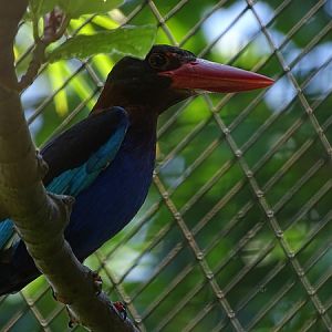 Javan kingfisher