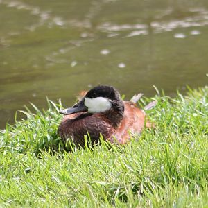 Ruddy duck