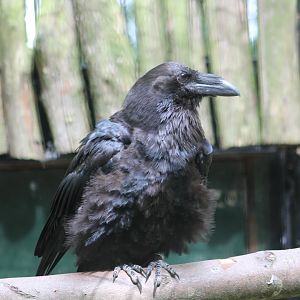 Common raven
