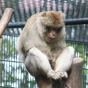 Barbary monkey