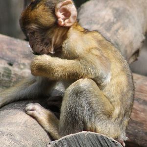 Barbary monkey young