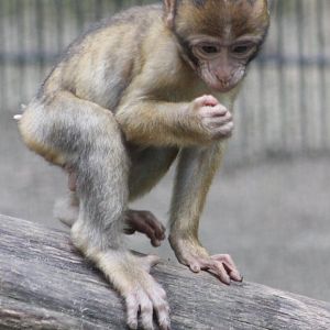 Barbary monkey young