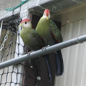 Red-crested touracos
