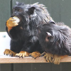 Golden-handed tamarins
