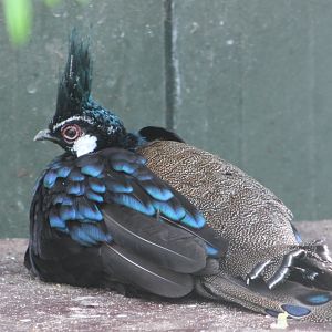 Palawan peacock-pheasant