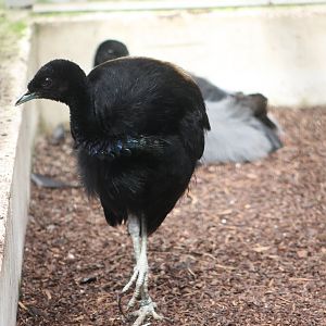 Grey-winged trumpeters