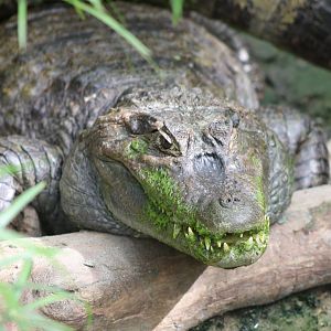 Spectacled caiman