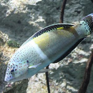 Clown coris - Coris aygula