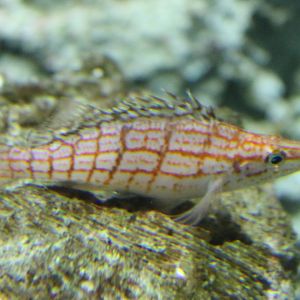 Longnose-hawkfish - Oxycirrhites typus