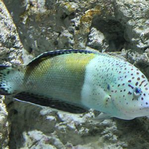 Clown coris - Coris aygula