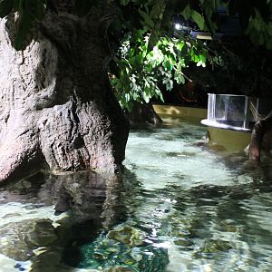 Mangrove-tank from above
