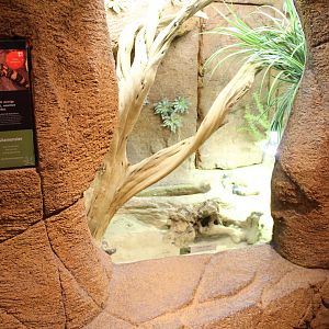 Enclosure Gila monster