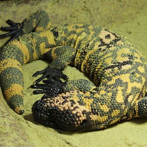 Gila monster