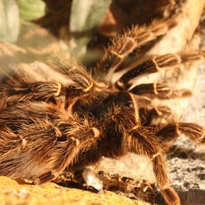 Tarantula species